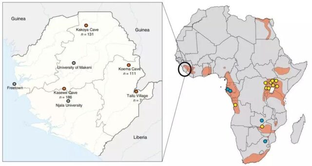 Death rate exceeds Ebola: First Marburg virus death in West Africa