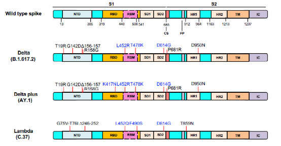 COVID-19 Lambda variants' recombinant protein and immune escape