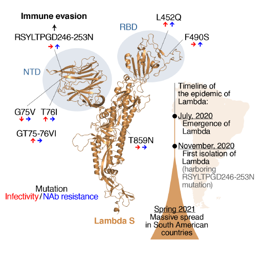 COVID-19 Lambda variants' recombinant protein and immune escape