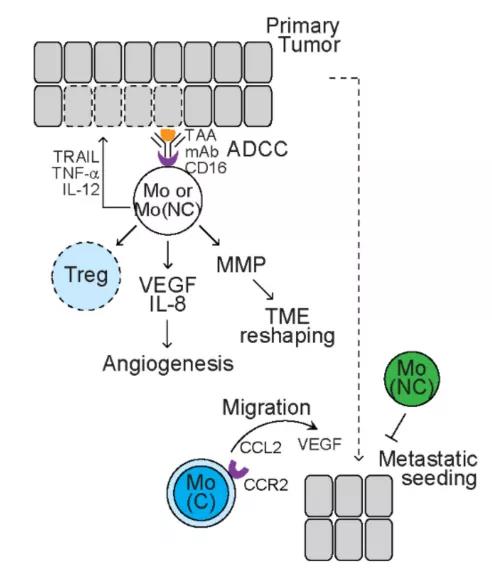 Do Heterogeneous myeloid cells in tumors inhibit or promote tumor? 