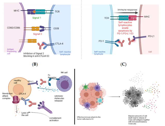 Cancer immunotherapy: Using autoimmunity in tumors against tumor cells