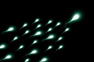 Scientists successfully created male spermatogonial stem cells