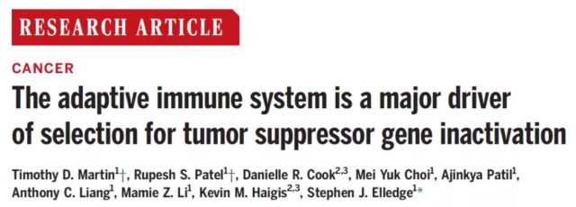 Tumor suppressor genes cause cancer by evading immune system monitoring after mutation