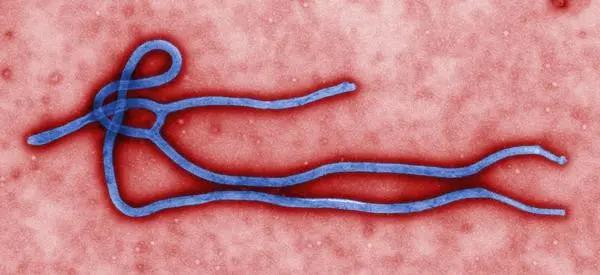 Will people infected with COVID-19 relapse like survivors of Ebola virus?