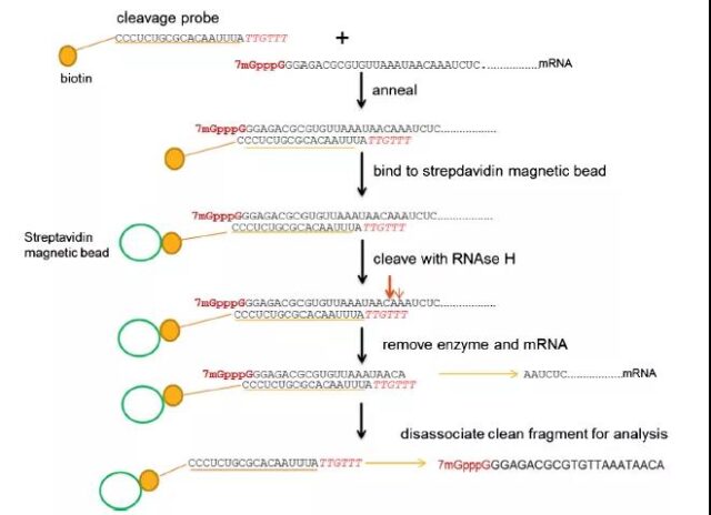 mRNA reviews: Sequence design | Delivery system | Clinical trials