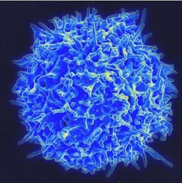 Memory killer T cells may be activated in spleen During influenza infection