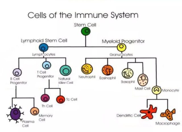 Immune Cells in your body is the strongest helper when battling cancer.