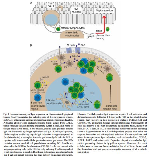 SEMIN IMMUNOPATHOL: IgA-induced immune landscape in the gut