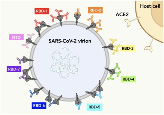 Researchers combine different human antibodies to target SARS-CoV-2.