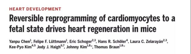 iPS technology regenerates cardiomyocytes to repair damaged hearts