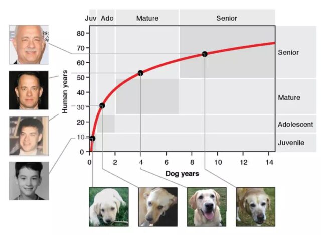 The age of 1-year-old dog is equal to 31 years old of human?