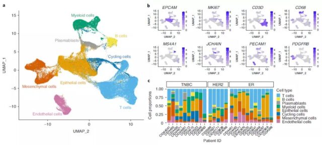 The most comprehensive single-cell spatial map of breast cancer so far