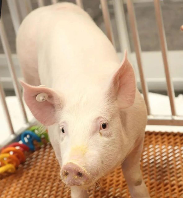 First case: a pig kidney after gene editing was transplanted to a human