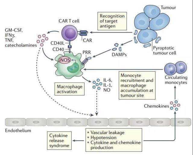 Why is the toxicity of CAR-T a crucial problem in immunotherapy?