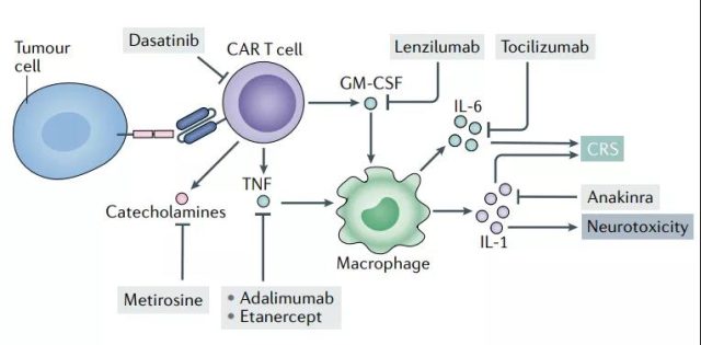 Why is the toxicity of CAR-T a crucial problem in immunotherapy?