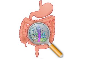 How the intestinal flora improves the success rate of cancer treatment?