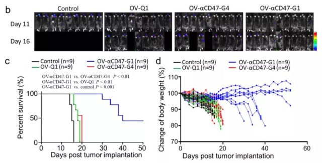 Oncolytic virus+CD47 is expected to overcome the most difficult glioblastoma