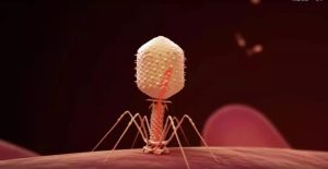 Exchangeable genome in bacteria is expected to resist killing of bacteriophages