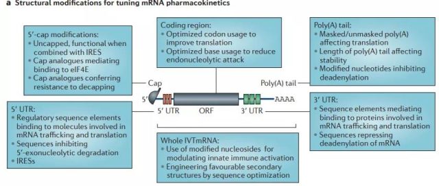 Current status and future challenges of mRNA vaccines