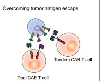 What is the recent progress of Multi-target CAR-T cell therapy?