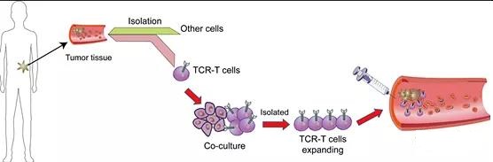 Is CAR or TCR immunotherapy better in cancer treatment?