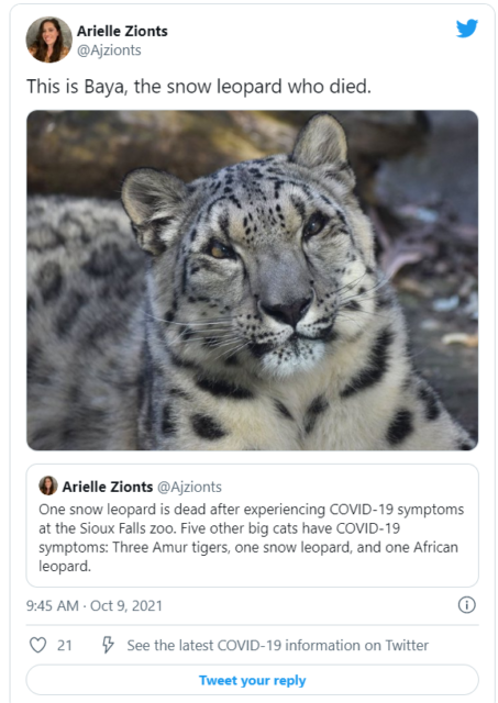 A snow leopard in a South Dakota zoo died Probably due to COVID-19