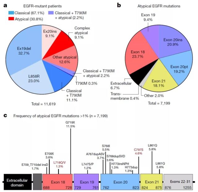 Predicting drug response of EGFR mutation in non-small cell lung cancer based on machine model