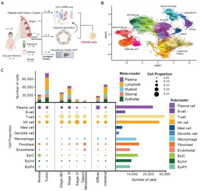 The largest and most detailed gastric cancer single cell map to date.