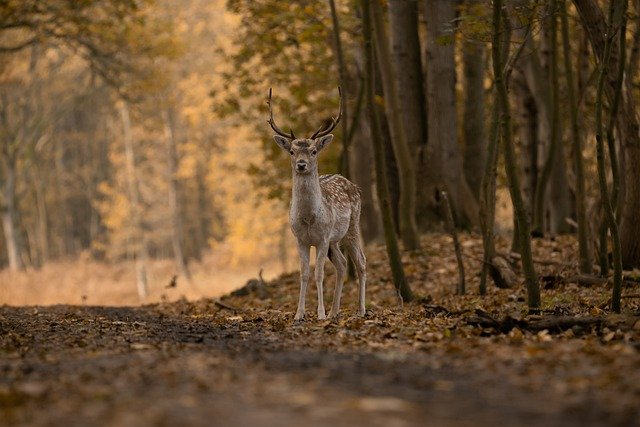 Large-scale outbreak of wild deer may return COVID-19 to humans in U.S.