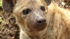 First time: Two hyenas at Denver Zoo were infected with COVID-19. 