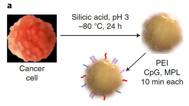 Let cancer cells wear a "silica coat" to make cancer vaccine 