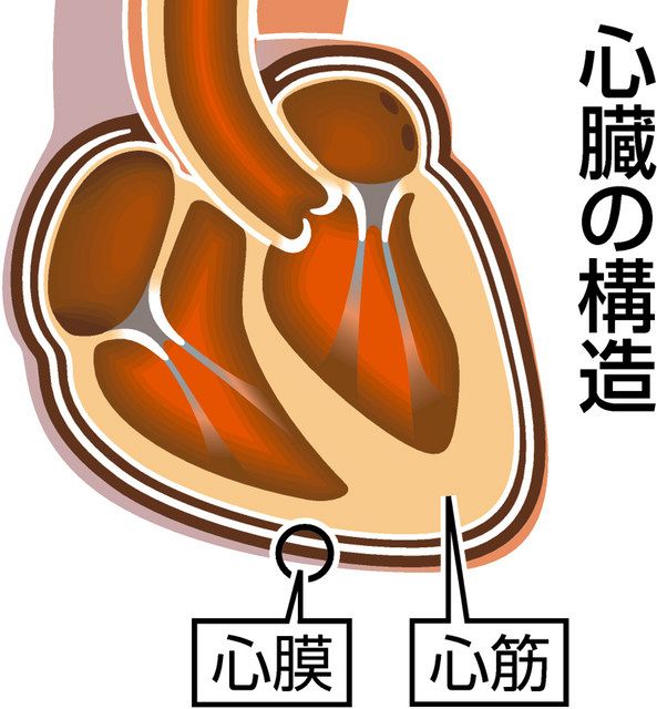 Japan: Myocarditis/pericarditis may occur in young men after COVID-19 vaccination.