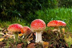 This "psychedelic mushroom" can actually treat depression
