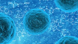 Science Advances: Is the bigger the stem cell the better?
