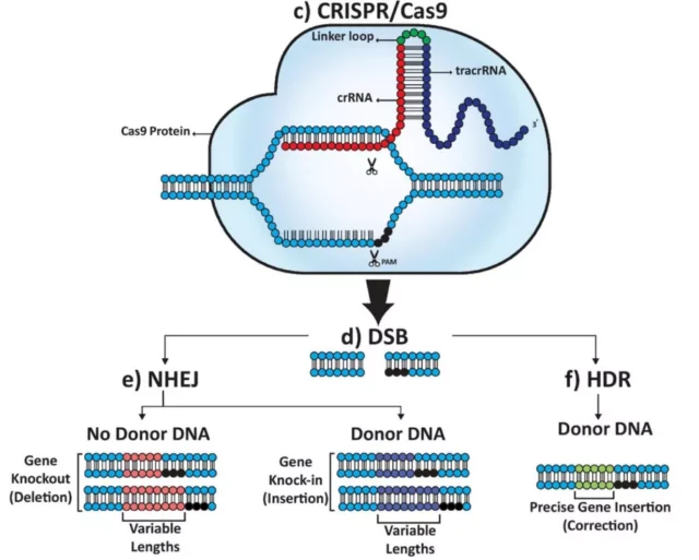 CRISPR/Cas9 and adoptive T cell therapy