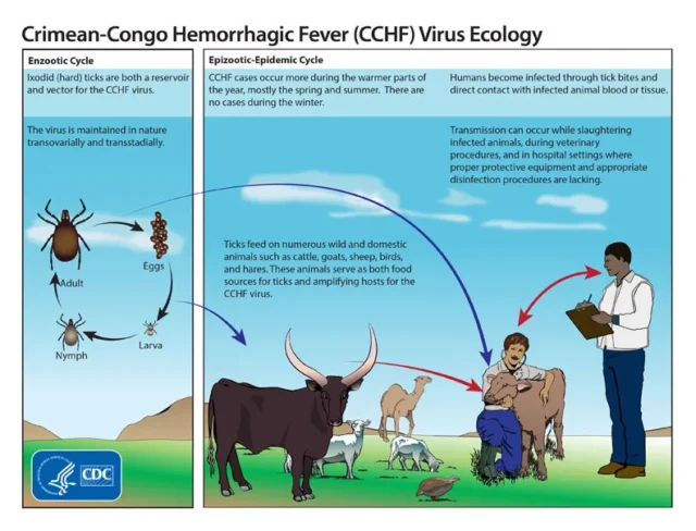 The important breakthrough to deal with this terrible virus: CCHF
