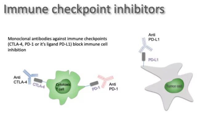 The clinical prospects of immunotherapy for glioblastoma