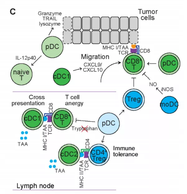 Understand Heterogeneous myeloid cells in tumors to explore treatment