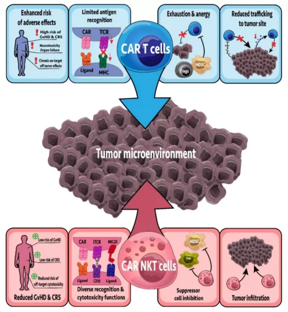 Will immunotherapy based on NKT cells shine in the future?