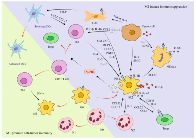 Immunotherapy: Interaction between macrophages and other immune cells,