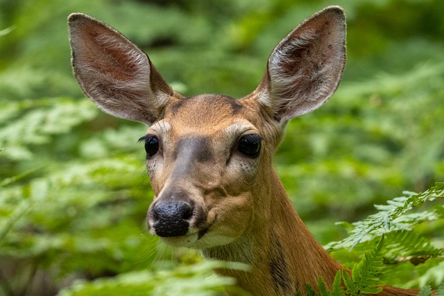 Rapid Evolution of COVID-19 Virus Detected in White-Tailed Deer Population