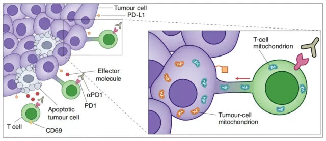 Cancer cells steal mitochondria of T cells and realized immune escape