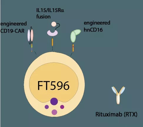 FT596: CAR-NK for the treatment of B cell malignant tumors