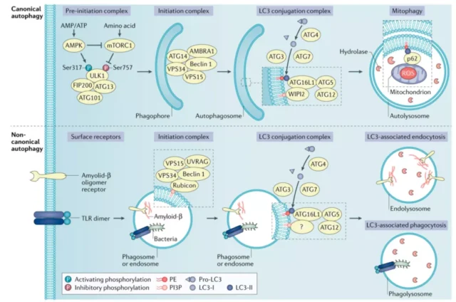 How does autophagy play a role in tumor immunity and treatment?