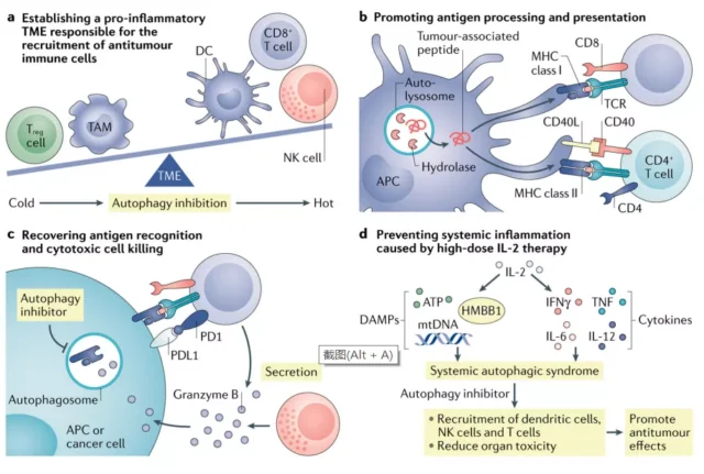 How does autophagy play a role in tumor immunity and treatment?