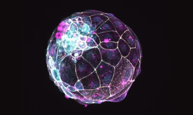 First model that simulates human embryonic development helps women to reproduce freely