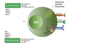 What are the advantages of CAR-NK cell immunotherapy?