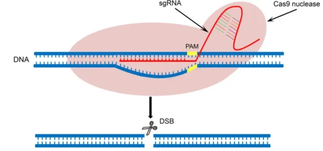 Nature Communications: CRISPR gene editing realizes sex selection