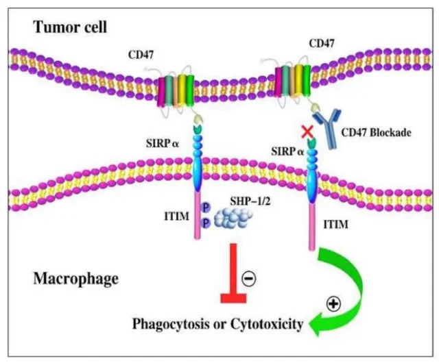 CD47 Targeting Double Antibody in Tumor Immunotherapy