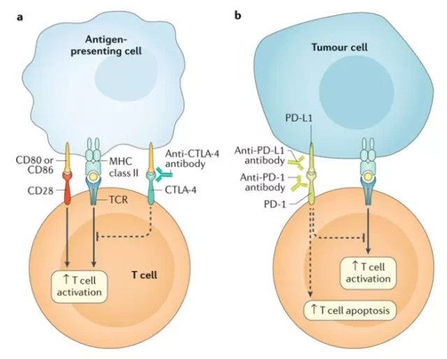 How to interpret the development of tumor immunity from the therapeutic field?